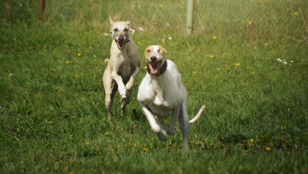 Urlaubsgrüße von Heidi (Ricky)